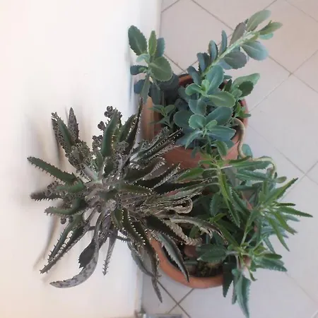 Appartement το των διακοπών σας